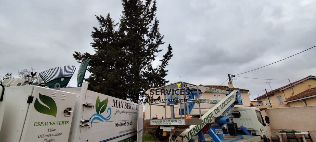 Abattage de 3 cyprès et dessouchage