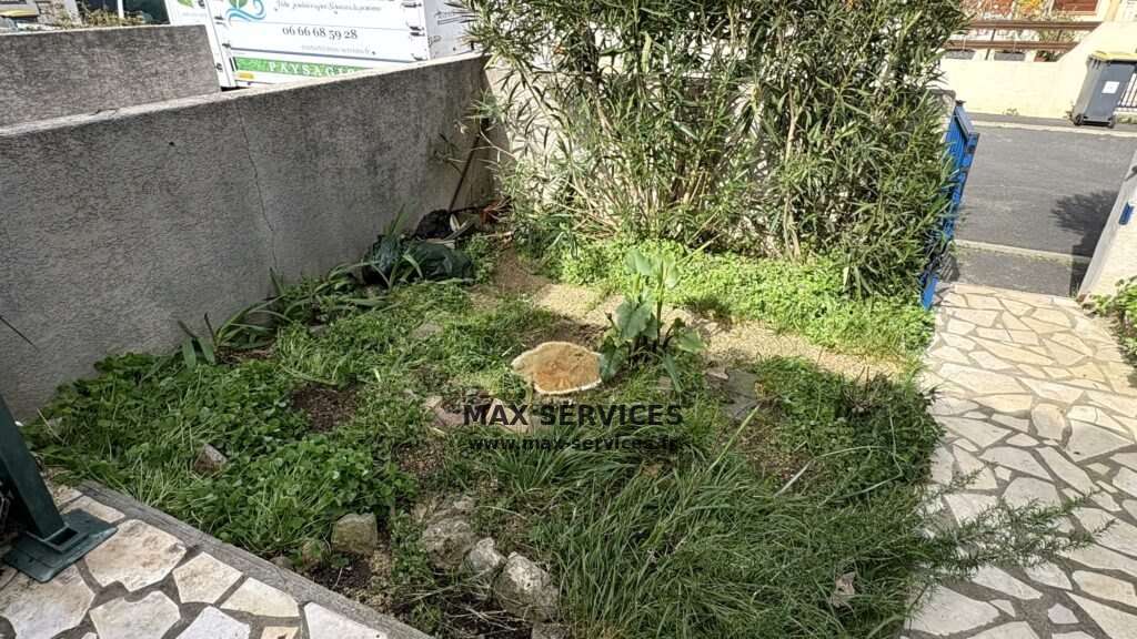 Abattage Mûrier Platane malade