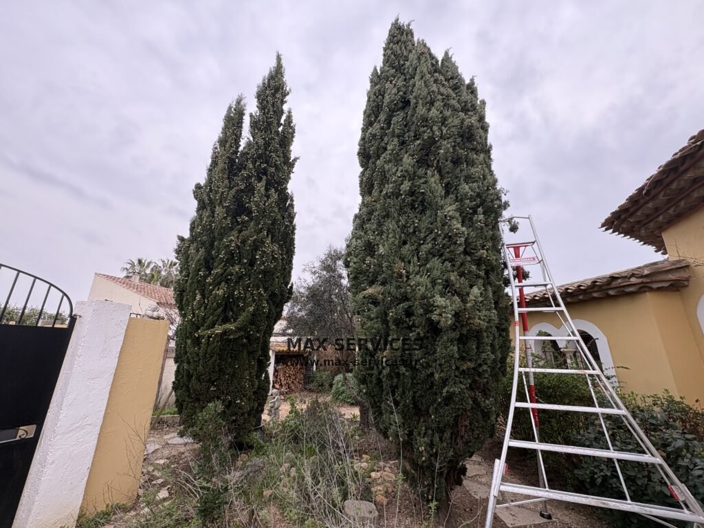 Rabattage de cyprès