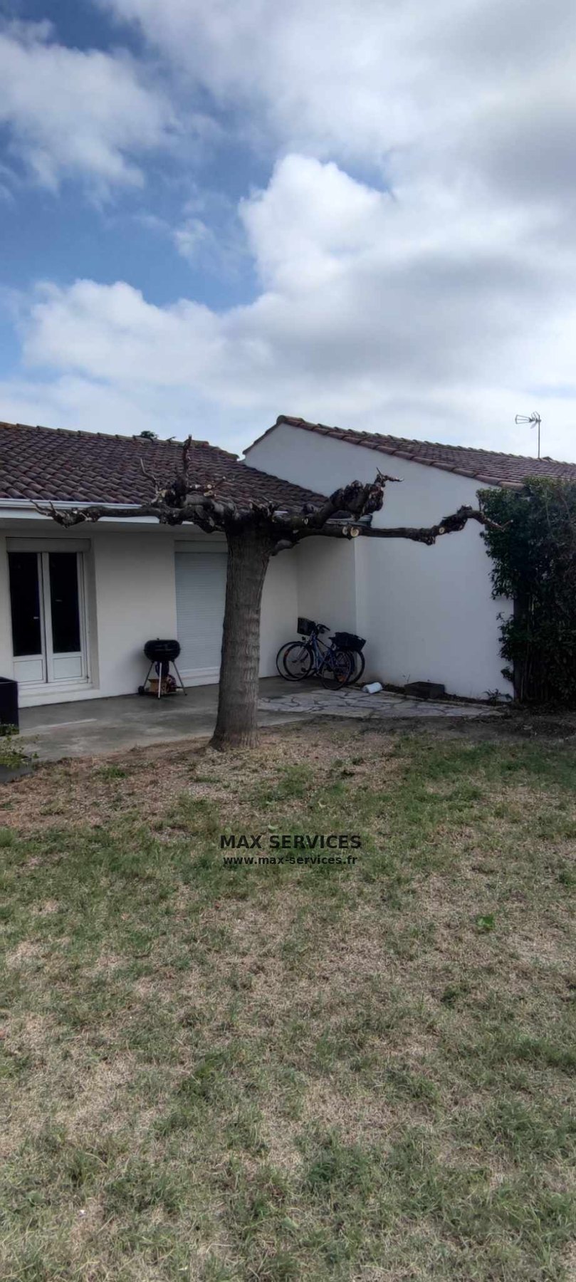 Taille mûrier platane