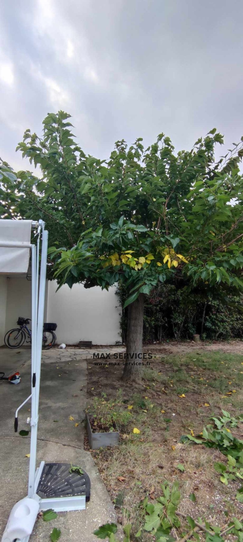 Taille mûrier platane