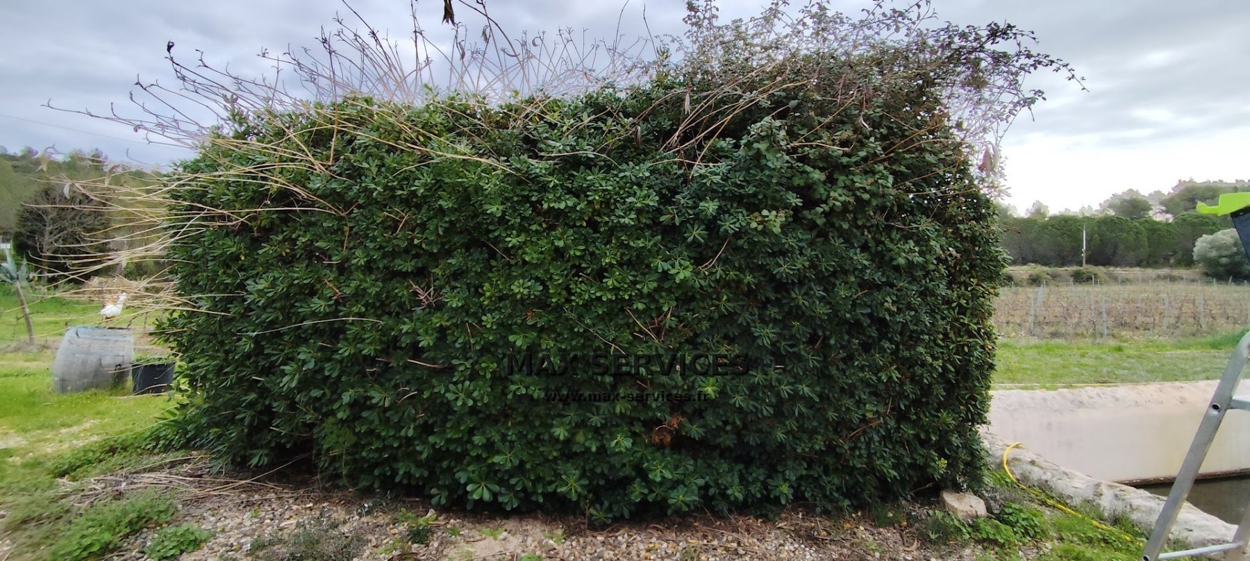 Taille Pittosporum