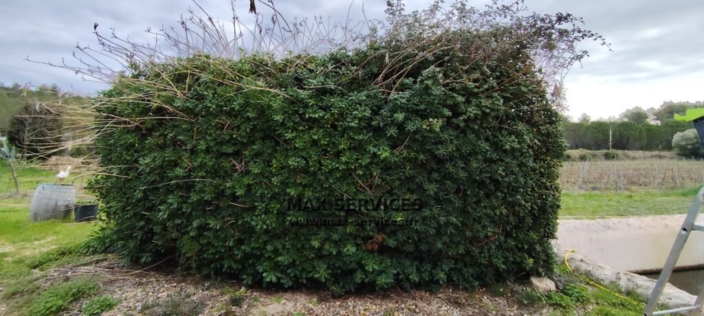 Taille Pittosporum