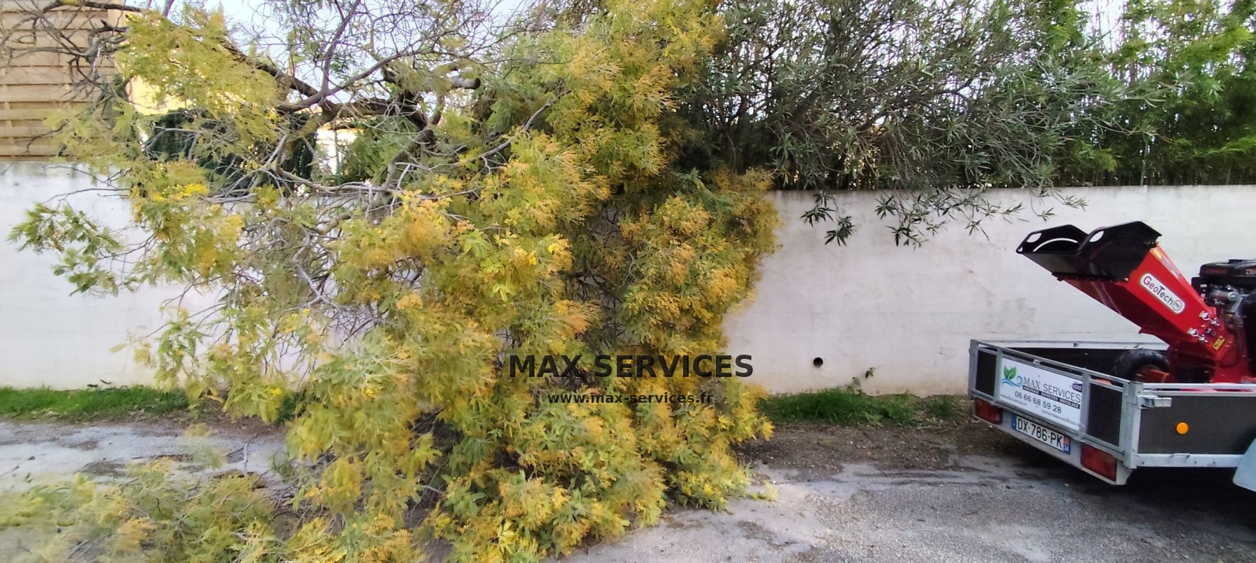 Tempête Nils : abattage Mimosa