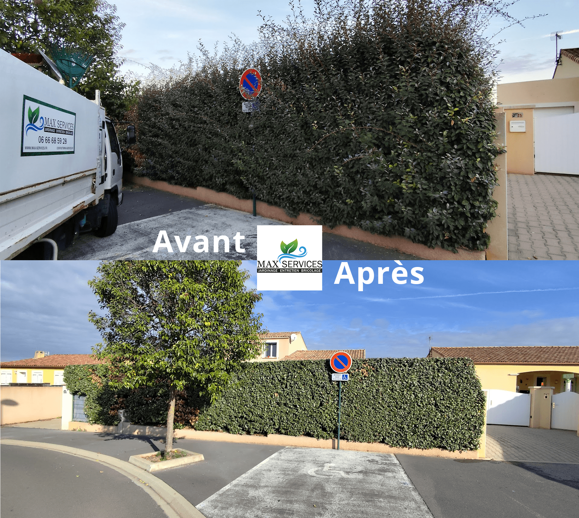 Taille haie Eleagnus