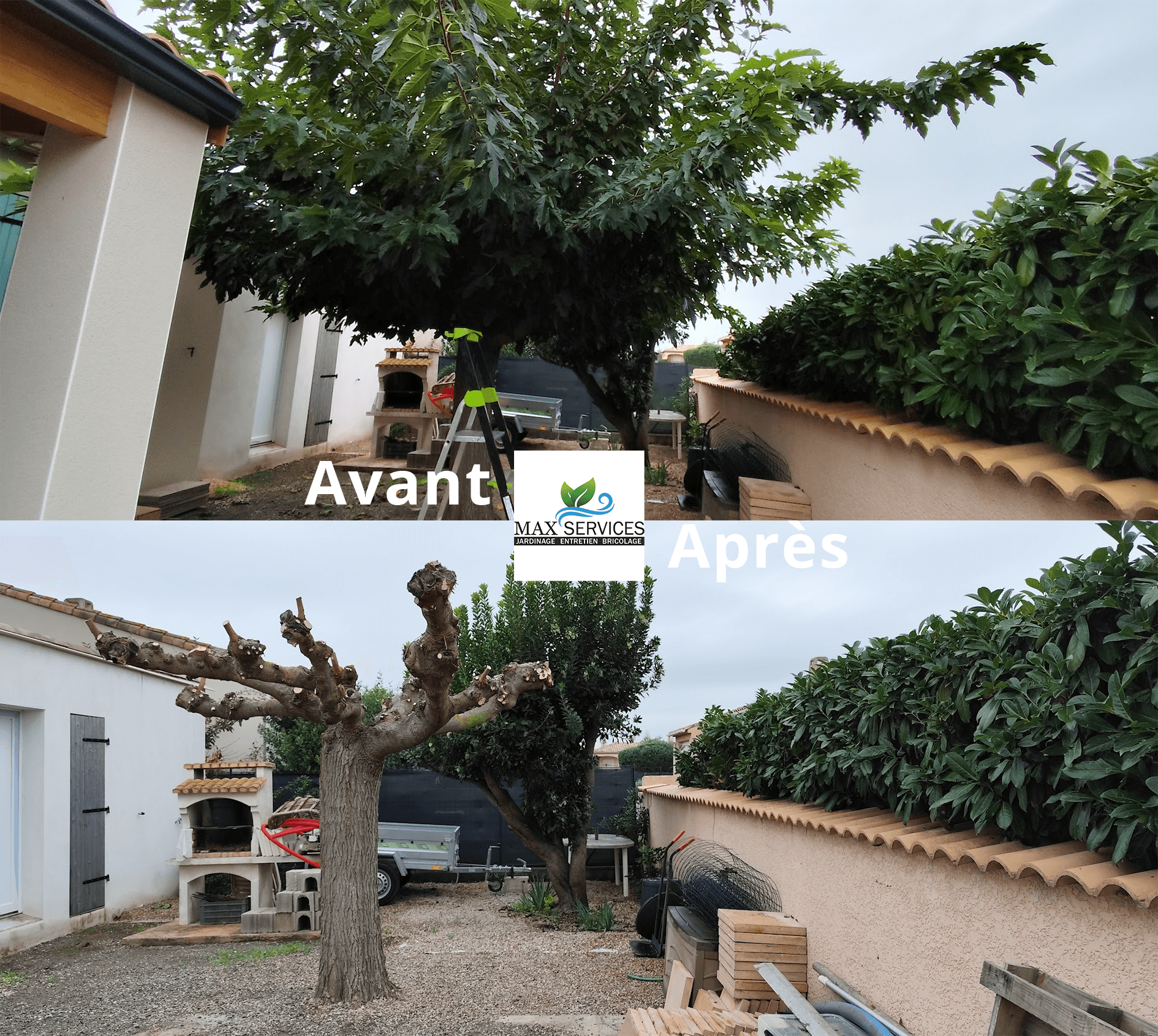 Taille mûrier platane
