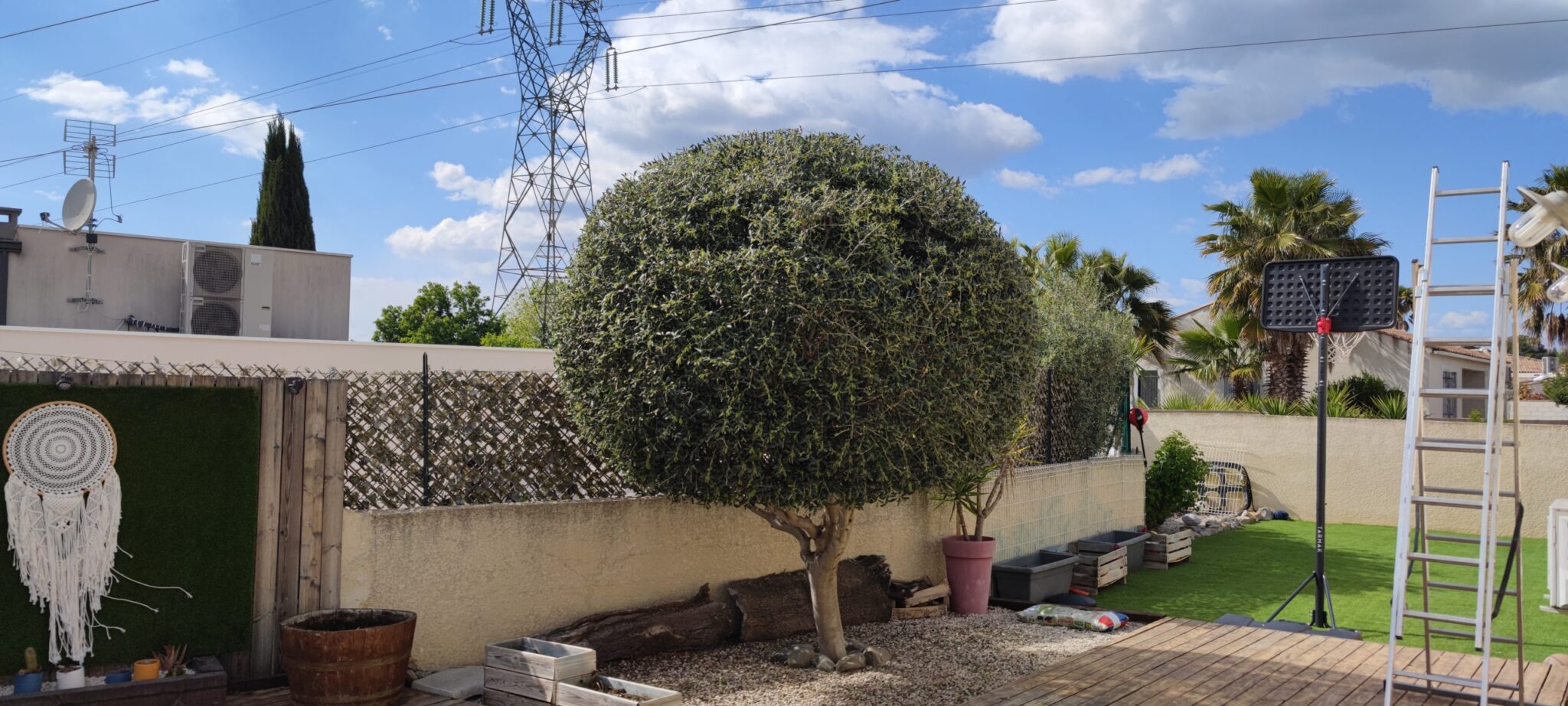 Taille olivier et plantations