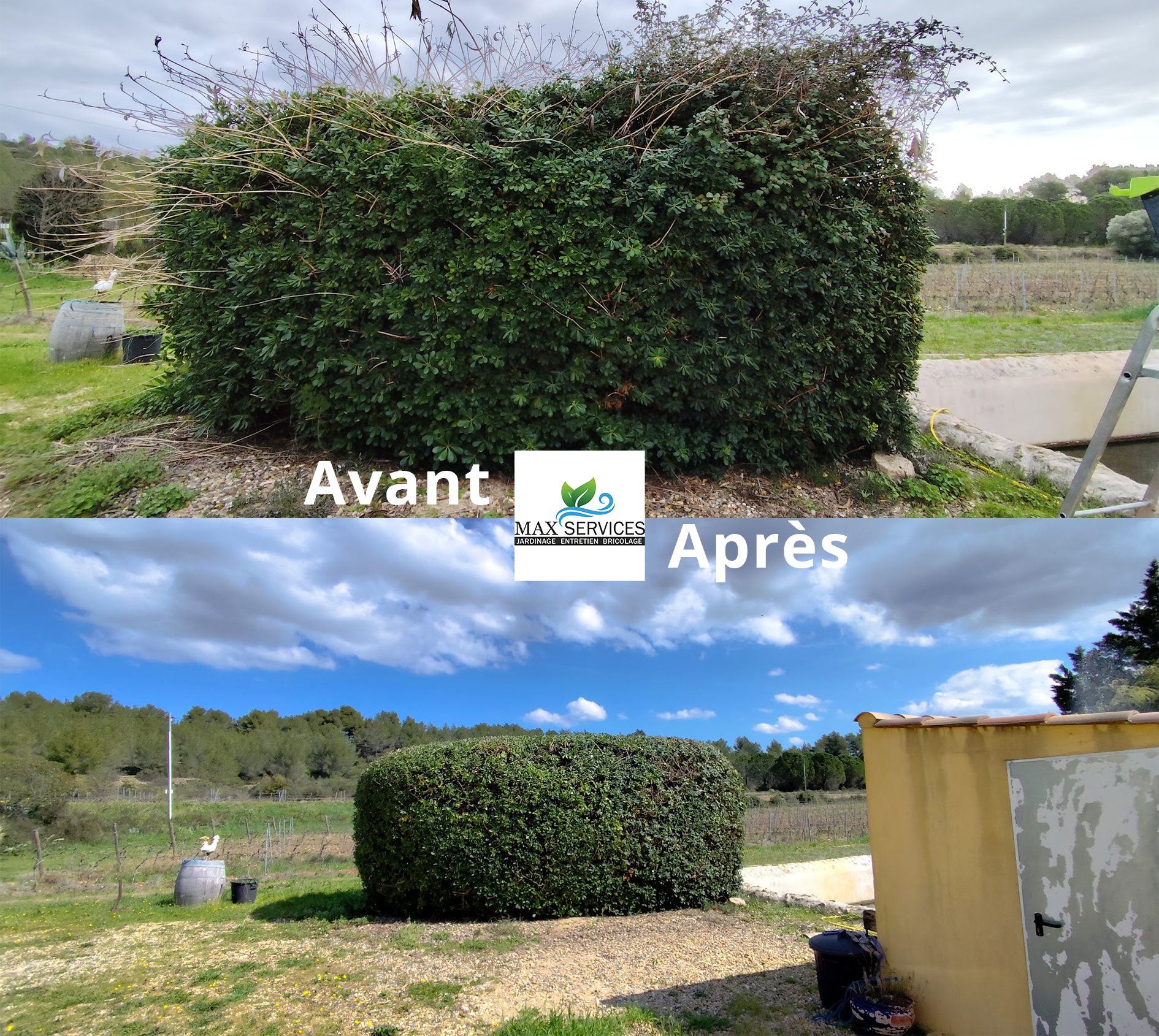 Taille Pittosporum